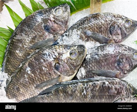 Pesce Tilapia Nero Immagini E Fotografie Stock Ad Alta Risoluzione Alamy