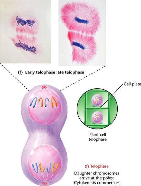 mitosis_telophase.html 02_07-mitosis_telophase.jpg