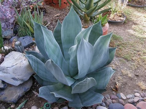 Agave question - Cacti & Succulents Forum - GardenWeb in 2024 | Agave ...