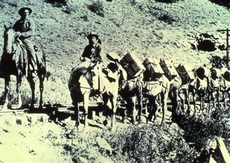 Mule Train