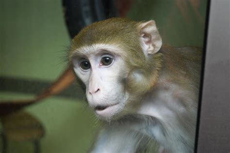 Newcastle Macaque In Housing Image Eurekalert Science News Releases