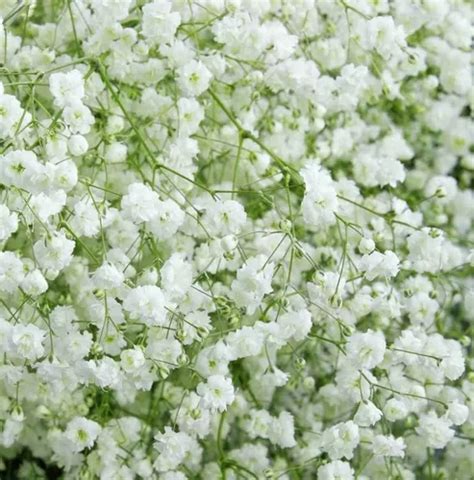 Semillas De Nube Blanco 1 Gr Rinde Hasta 200 Plantas Meses Sin Interés