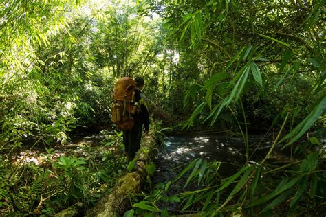 Sumatra Jungle Trekking - Hike Through the Sumatran Rainforest