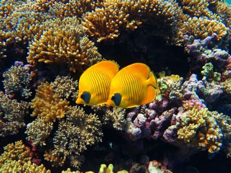 Rotes Meer Kreuzfahrt Schiffsreisen Beste Angebote