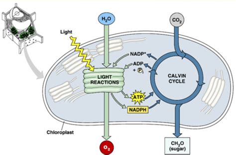 Photosynthesis And Resperation Flashcards Quizlet