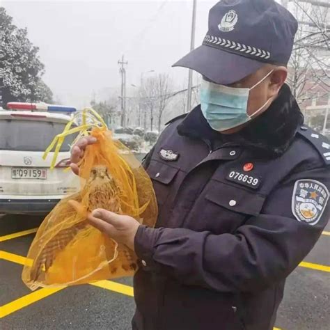 正阳警民接力成功救助一只国家二级保护动物 凤头鹰员工梁庙保护