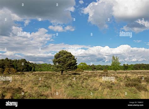 Skipwith Common A Local Nature Reserve North Yorkshire England Uk