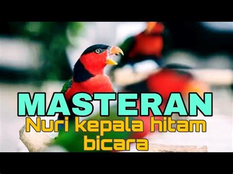 MASTERAN BUAT NURI KEPALA HITAM AGAR CEPAT BICARA YouTube