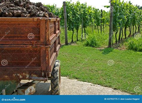 Vineyard Stock Image Image Of Vehicle Nature Cargo 43793775