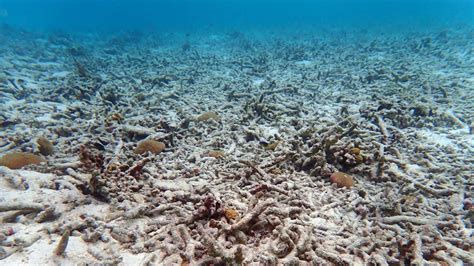 Have the world's coral reefs already crossed a tipping point? | Grist