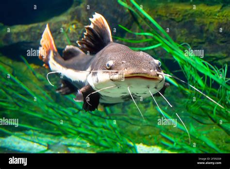 Catfish fish swim and live in a huge aquarium Stock Photo - Alamy