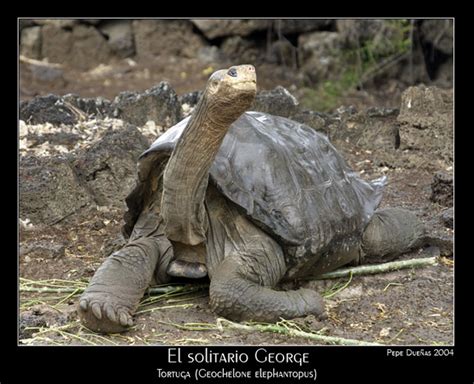 Iintermundo Todo A Tu Mano Muri La Famosa Tortuga Gigante De Las