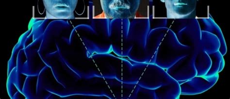 Patterns of connections reveal brain functions – Gabrieli Lab