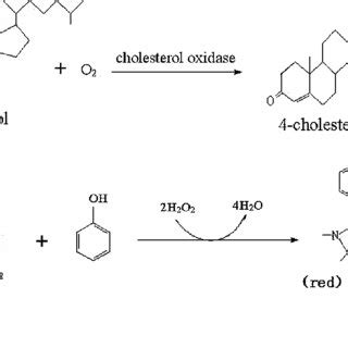 (PDF) Preparation and some properties of cholesterol oxidase from Rhodococcus sp. R14-2