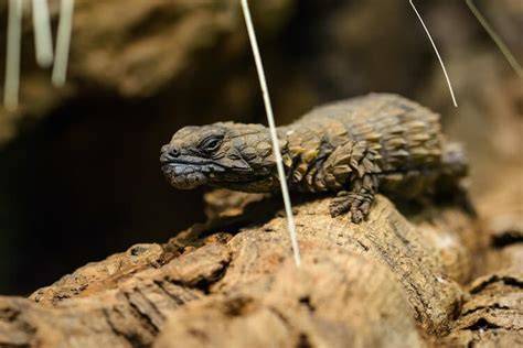 Armadillo Lizard: What To Know About This Tiny Pet Dragon - Everything ...