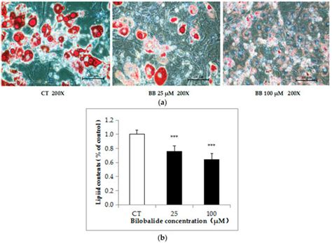 Molecules Free Full Text Bilobalide Suppresses Adipogenesis In 3T3