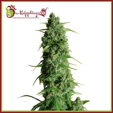 Guy S Girl Scout Cookie Glue Ggg1 Auto Feminised Seeds Dr Krippling