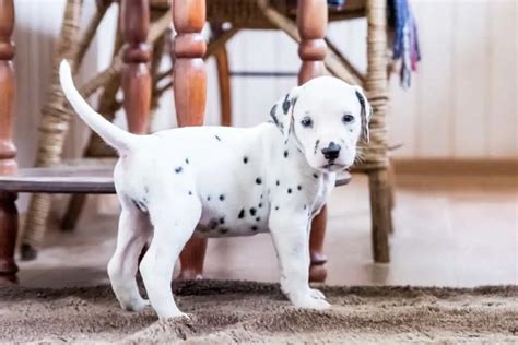 189+ Dalmatian Names (BEST Ideas For Your Spotted Pup!)