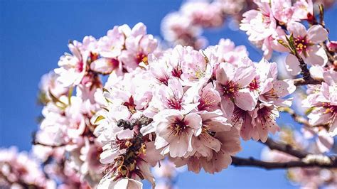 Cuándo empieza realmente la primavera en Argentina