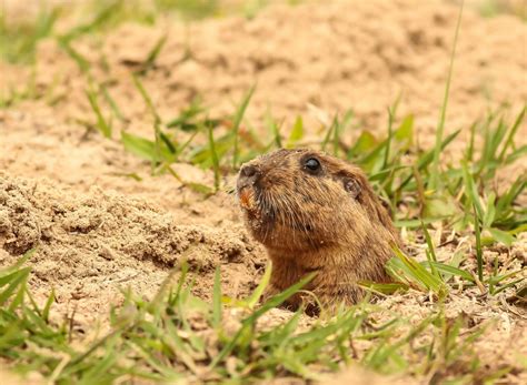Animais Do Bioma Pampa - Bioma pampa: lugares para conhecer