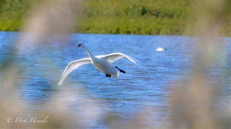 Knobbelzwaan Mute Swan Stummer Schwan Dirk Hessels Flickr