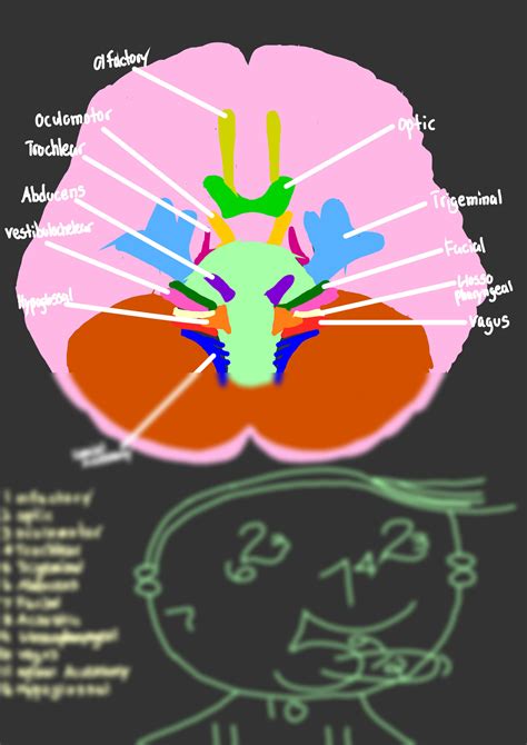 Solution Cranial Nerves Studypool