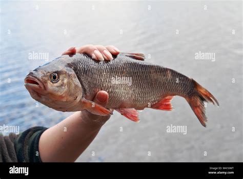 Ide fish hi-res stock photography and images - Alamy