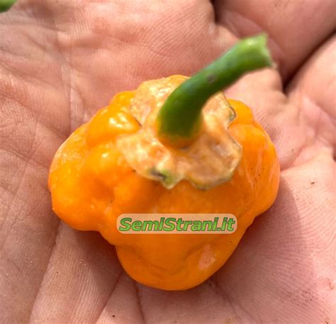 7 Pot Bubblegum Orange Chili Seeds Semi Strani Di Carlo Martini