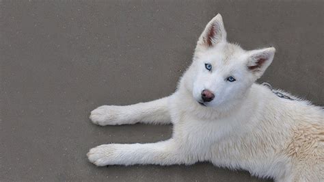 Alaskan Husky - Facts, Training & Health Problems - Petmoo