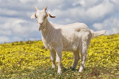 wikipediapicture   daydecember  wikipedia