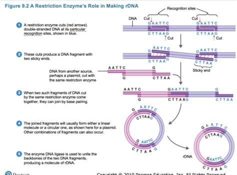 Ch 9 Biotechnology And DNA Technology Flashcards Quizlet