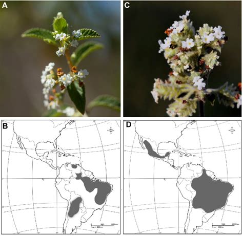 Photos Of Live Specimens And Distribution Maps A B Lippia Grata C D