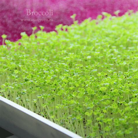 Микрозелень брокколи — купить в Москве от 155₽ | Asiagreen