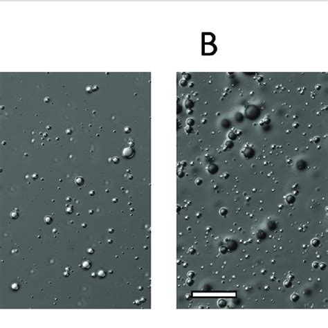 representative dic microscopy images      ofp mb