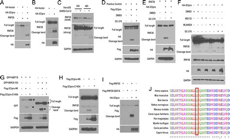 Protease Cleavage Of Rnf Facilitates Coronavirus Replication Via