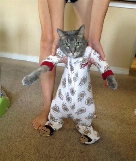 11 Cats In Onesies Momme With Images Cats Your Pet Happy Animals