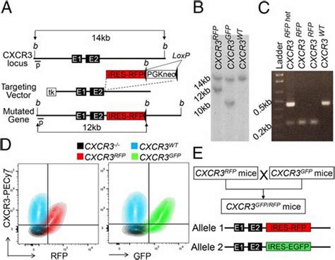 Cutting Edge Cxcr3 Escapes X Chromosome Inactivation In T Cells During