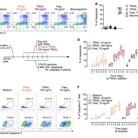 Both Trail R And Trail R Mediate Apoptosis In Primary Human B Cells