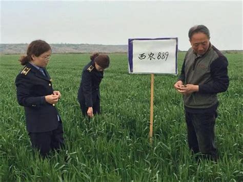 合阳县农技中心扎实开展小麦田间产地检疫 每日头条