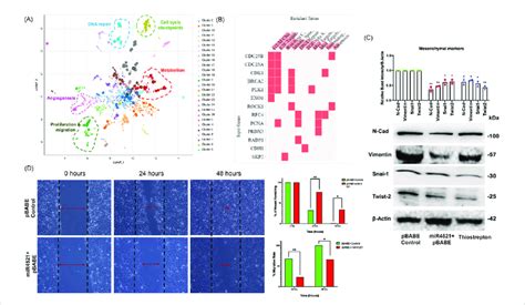 MiR 4521 Expression Inhibits FOXM1 Mediated Cancer Cell Migration And