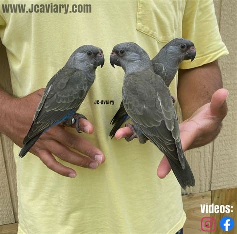 Rüppell's parrot (Poicephalus rueppellii) | Animals, Parrot, Aviary