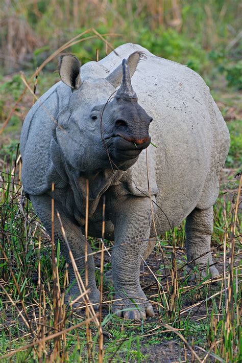 Rhinoceros, Indian one-horned