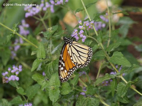 Sexing Monarchs My Gardener Says