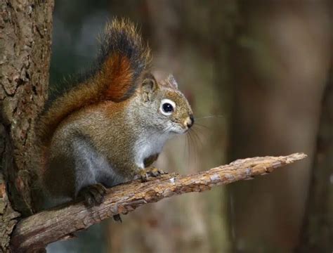 Animals in Wisconsin - Animals Around The Globe