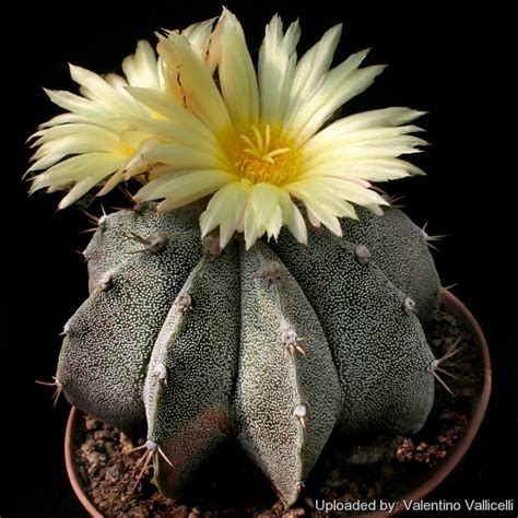 Astrophytum Hybrid OR MY A Ornatum X A Myriostigma