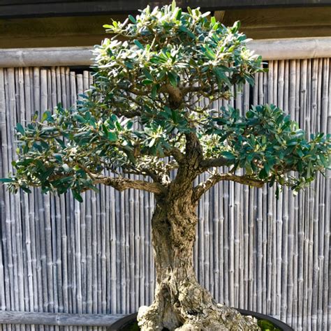 Tropical Bonsai - Growing Hobby