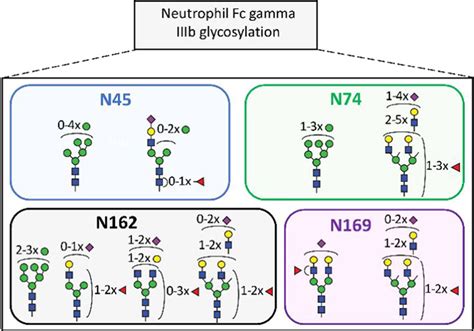 Site Specific Glycosylation Mapping Of Fc Gamma Receptor IIIb From