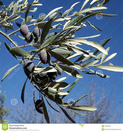 Black Olive On The Tree Stock Photo Image Of Sour Mature 45182126