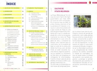 Manual Del Cultivo De La Pitaya PPT