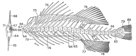 117c Postcranial Fish Skeleton Diagram Quizlet